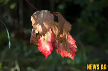 Beloved Lakewood Educator Lois McConnell Passes Away at 80